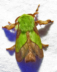 Parasa chloris