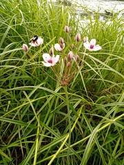 Butomus umbellatus