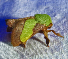 Parasa chloris