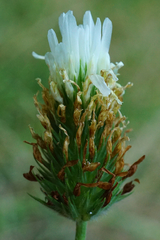 Trifolium alexandrinum