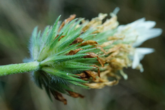 Trifolium alexandrinum