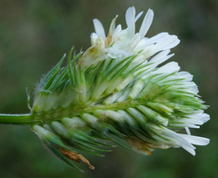 Trifolium alexandrinum