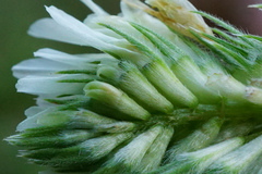 Trifolium alexandrinum