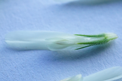Trifolium alexandrinum