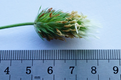 Trifolium alexandrinum