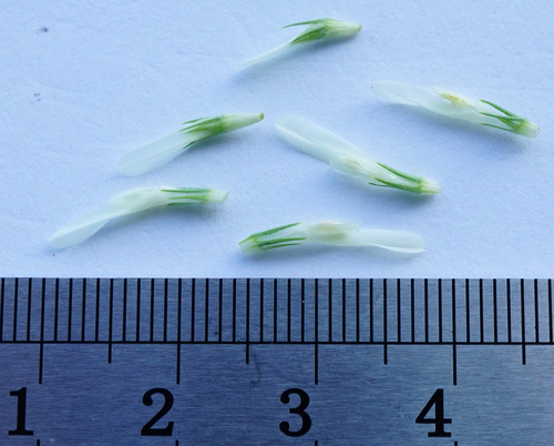 Image of Trifolium alexandrinum by (c) Patrick Hacker, some rights reserved (CC BY)