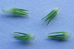 Trifolium alexandrinum