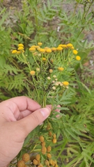 Metopeurum fuscoviride