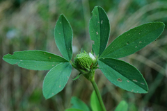Trifolium alexandrinum