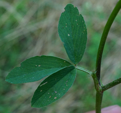 Trifolium alexandrinum