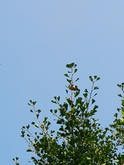 Pycnonotus xanthorrhous