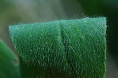 Trifolium alexandrinum