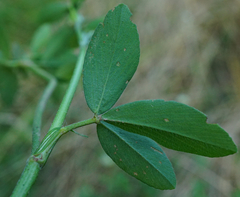 Trifolium alexandrinum