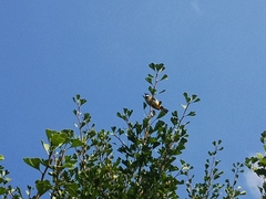 Pycnonotus xanthorrhous