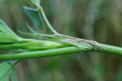 Trifolium alexandrinum