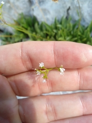 Valeriana saxatilis