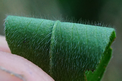 Trifolium alexandrinum