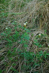 Trifolium alexandrinum