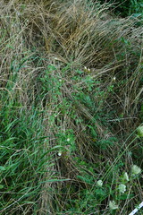 Trifolium alexandrinum