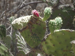 Opuntia tapona