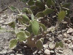 Opuntia tapona