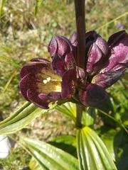Gentiana pannonica