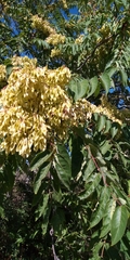 Ailanthus altissima