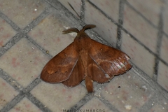 Dendrolimus punctata