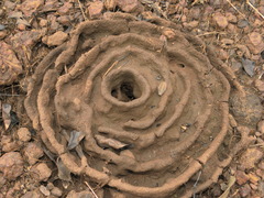 Pheidole sykesii