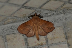 Dendrolimus punctata