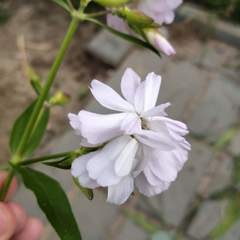 Saponaria officinalis