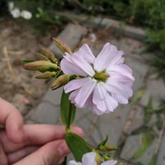 Saponaria officinalis