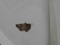 Rhoptria asperaria