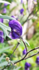 Aconitum delphiniifolium