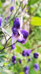 Aconitum delphiniifolium