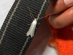 Pterolonche albescens