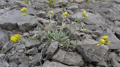 Physaria arctica