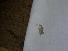 Pterolonche albescens