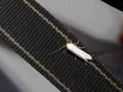 Pterolonche albescens