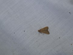 Bostra obsoletalis
