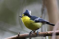 Machlolophus holsti