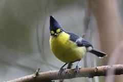 Machlolophus holsti
