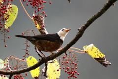 Turdus niveiceps