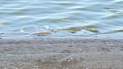 Odontesthes bonariensis