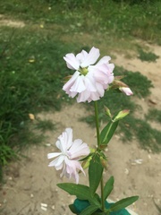 Saponaria officinalis