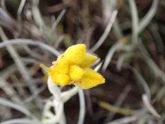 Conostylis candicans
