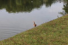 Alopochen aegyptiaca