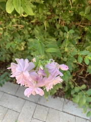 Saponaria officinalis