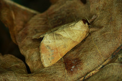 Clostera anastomosis