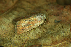 Photedes fluxa
